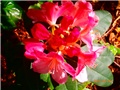 rododendron