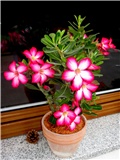 Adenium obesum hibrid