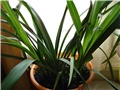 cimbidium