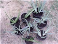 aloa arborescens