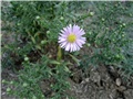 aster
