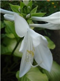 Hosta