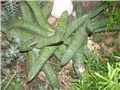 Gasteria