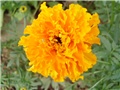 kadifica - tagetes