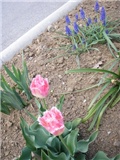 tulipani