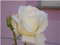ruža kraljica cvijetnjaka