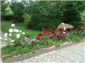 ruzicnjak