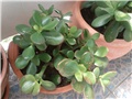 Crassula