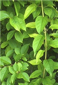 Twilfordii