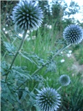 Echinops