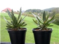 Pachypodium rosulatum