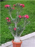 Adenium obesum