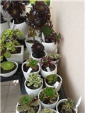 aeonium