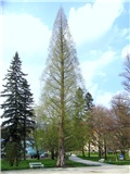 Metasequoia glyptostroboides