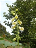 Digitalis