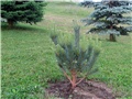 Pinus sylvestris Watereri