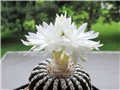 discocactus horstii