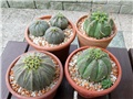 Euphorbia obesa 