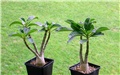 Pachypodium decaryi