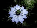 nigella