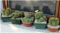 notocactus
