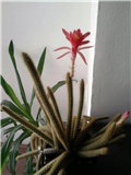 apoorocactus