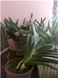 skupina kaktusa
