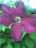 clematis 