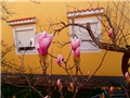 magnolia