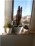euphorbia