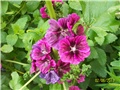 Crni sljez - lat. Malva silvestris L.