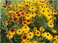 Rudbekia fulgida Goldstrum