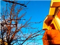 sunce