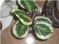 calathea shinestar