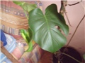 filodendron