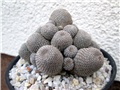 Rebutia heliosa