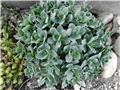 sedum spectabile