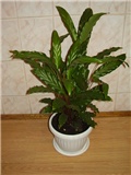 Maranta