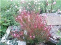 gaura