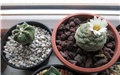 Aztekium ritteri  