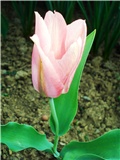 tulipan