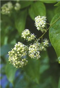 Tripterigyium