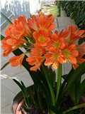 clivia