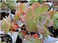 aeonium3