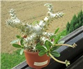 P. rosulatum 