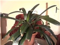 clivia