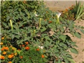 Datura