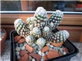 mammillaria theresae