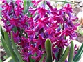 Hyacinthus 