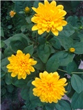 Heliopsis